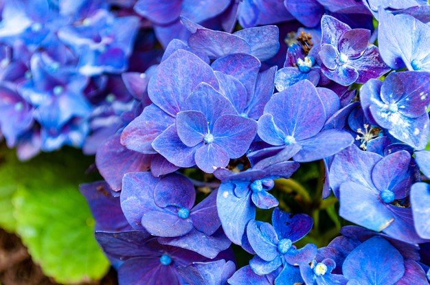 5 Facts you didn't know about Hydrangeas