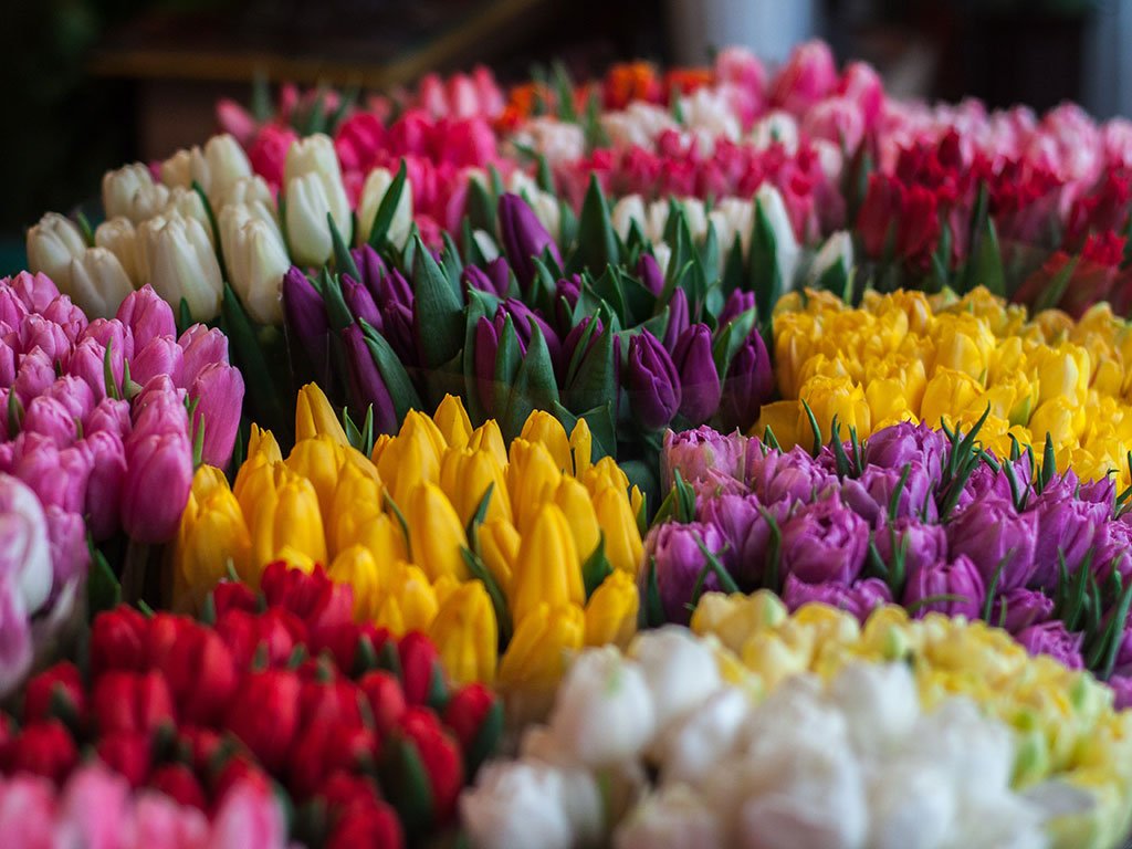 Ashfield Flowers as Nature's Love Letters: A Guide to Romantic Floral Symbolism
