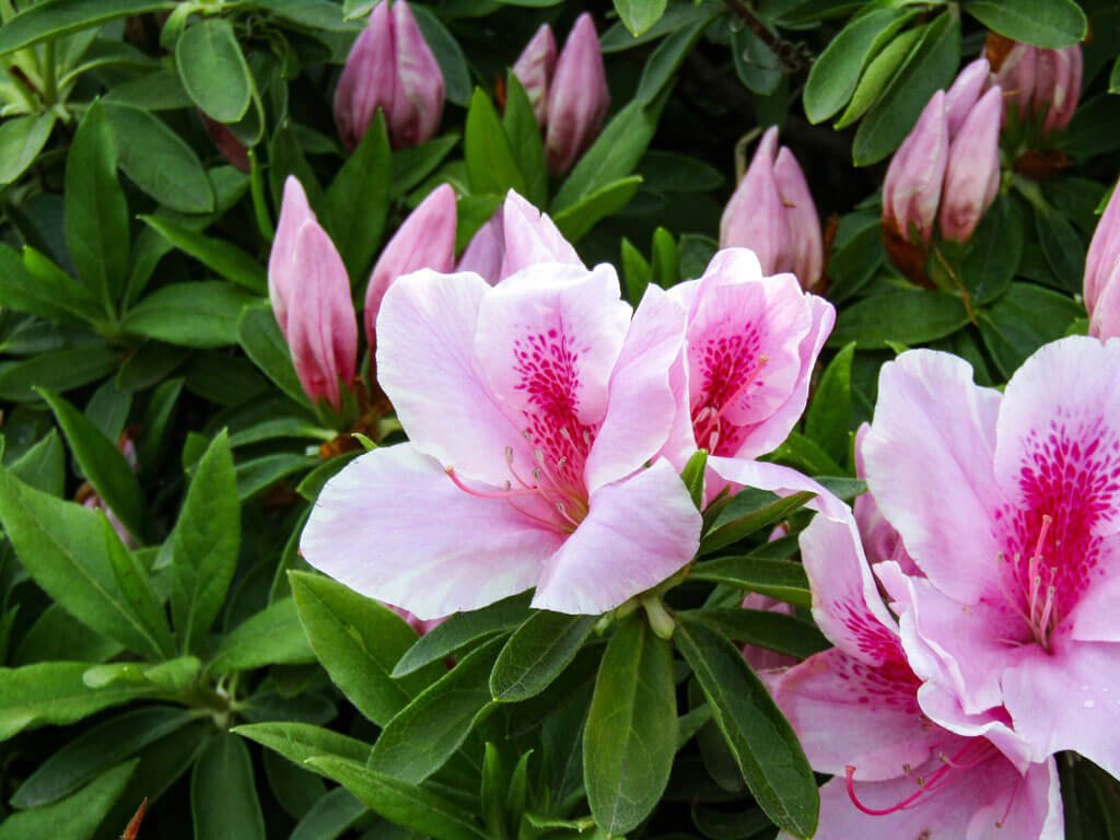 Reveal the Beauty of Sydney in March: Top Flower Delivery Services Bringing Spring to You!