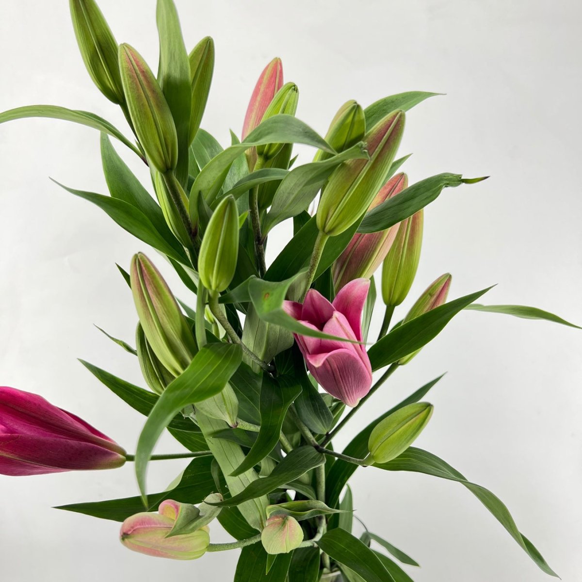 Lilies Stunning Arrangements Delivered to Your Door ROSE & CO