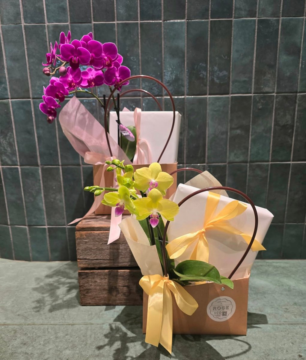Orchid Plant and Chocolates Handbag - ROSE & CO