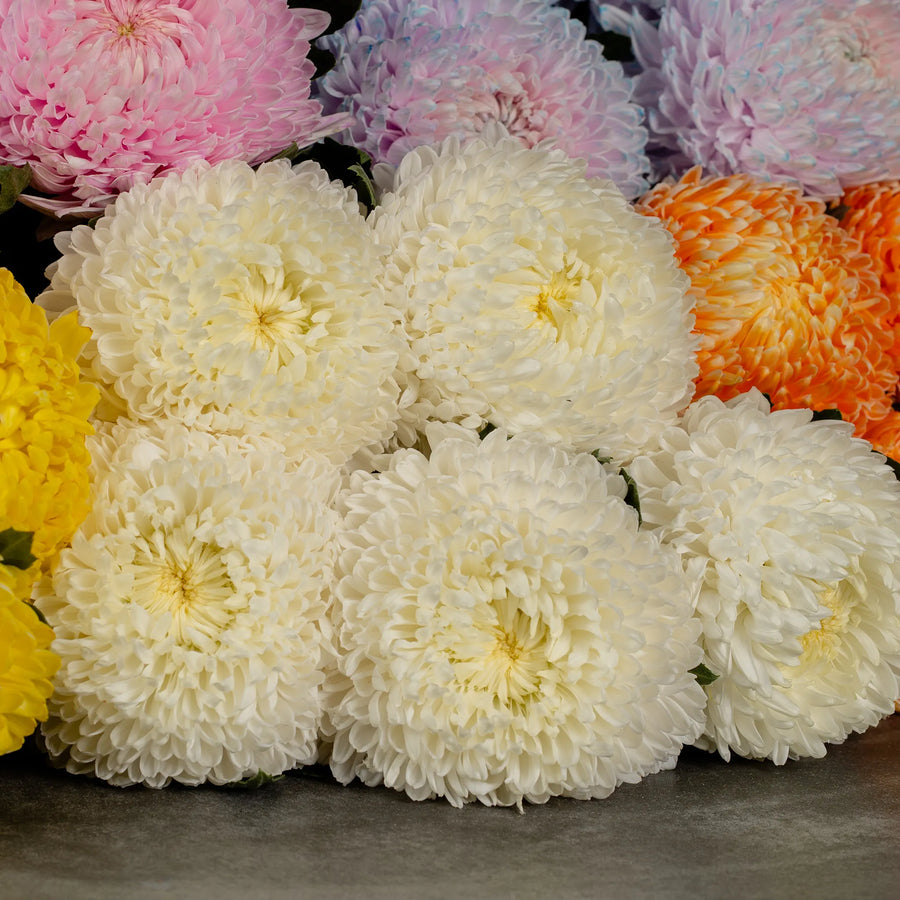 MUM Chrysanthemums
