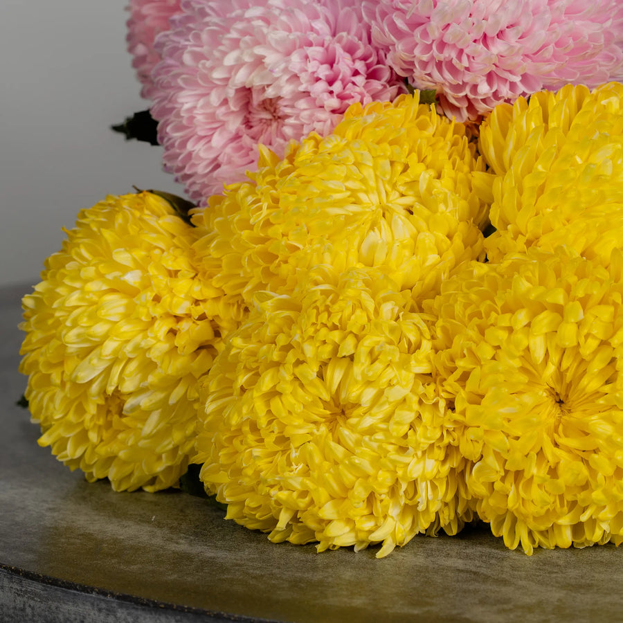 MUM Chrysanthemums