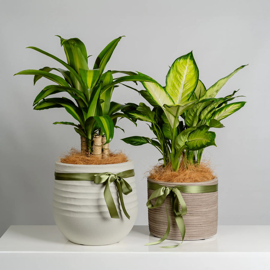 Green Leaf Plant