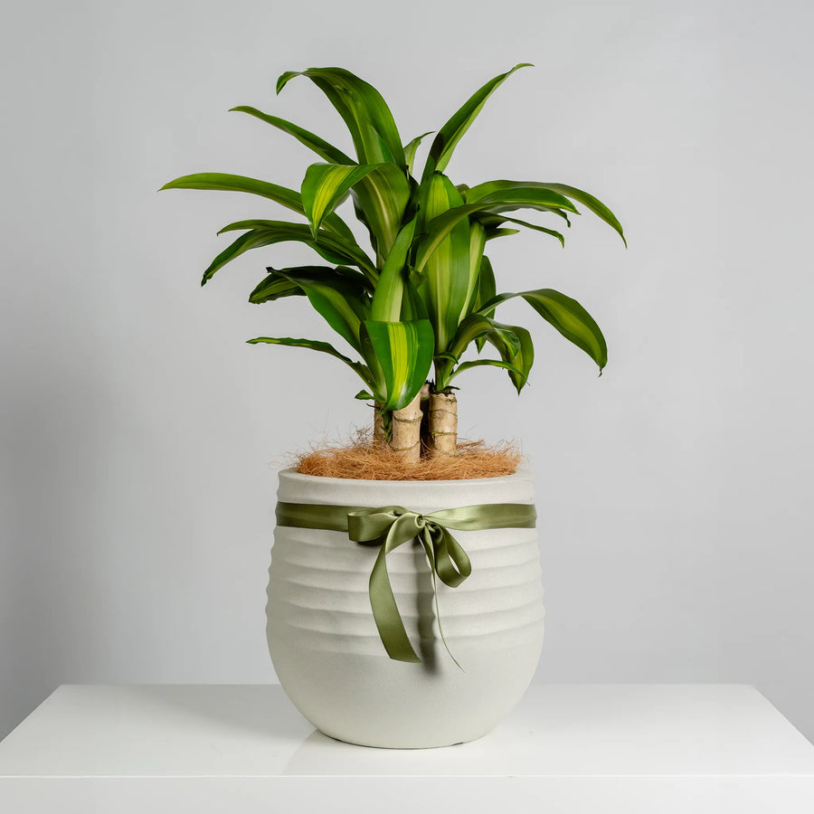 Green Leaf Plant