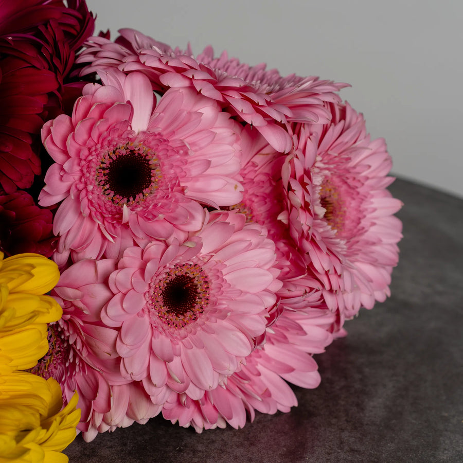 Gerbera Garden
