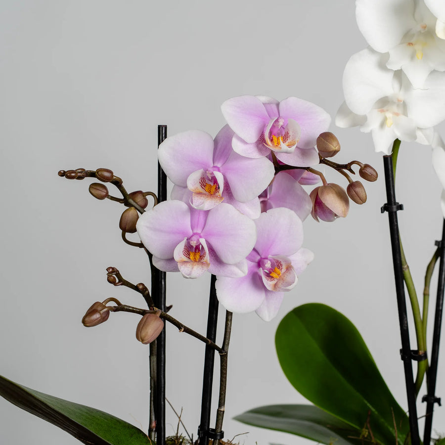 Mini Phalaenopsis Orchid plants