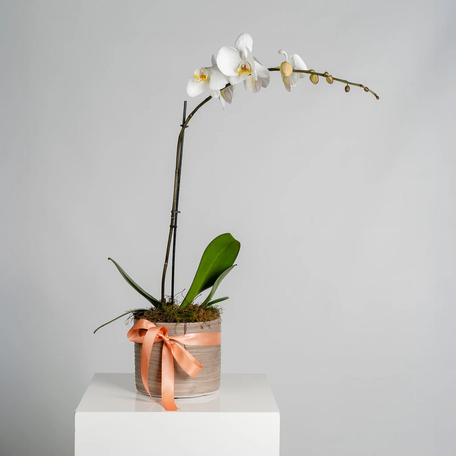 Phalaenopsis Orchids Plant