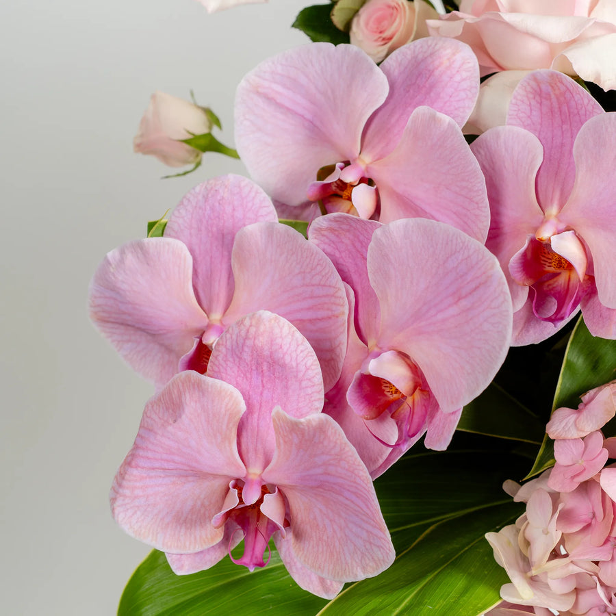 Blush & Bloom (Vase Included)