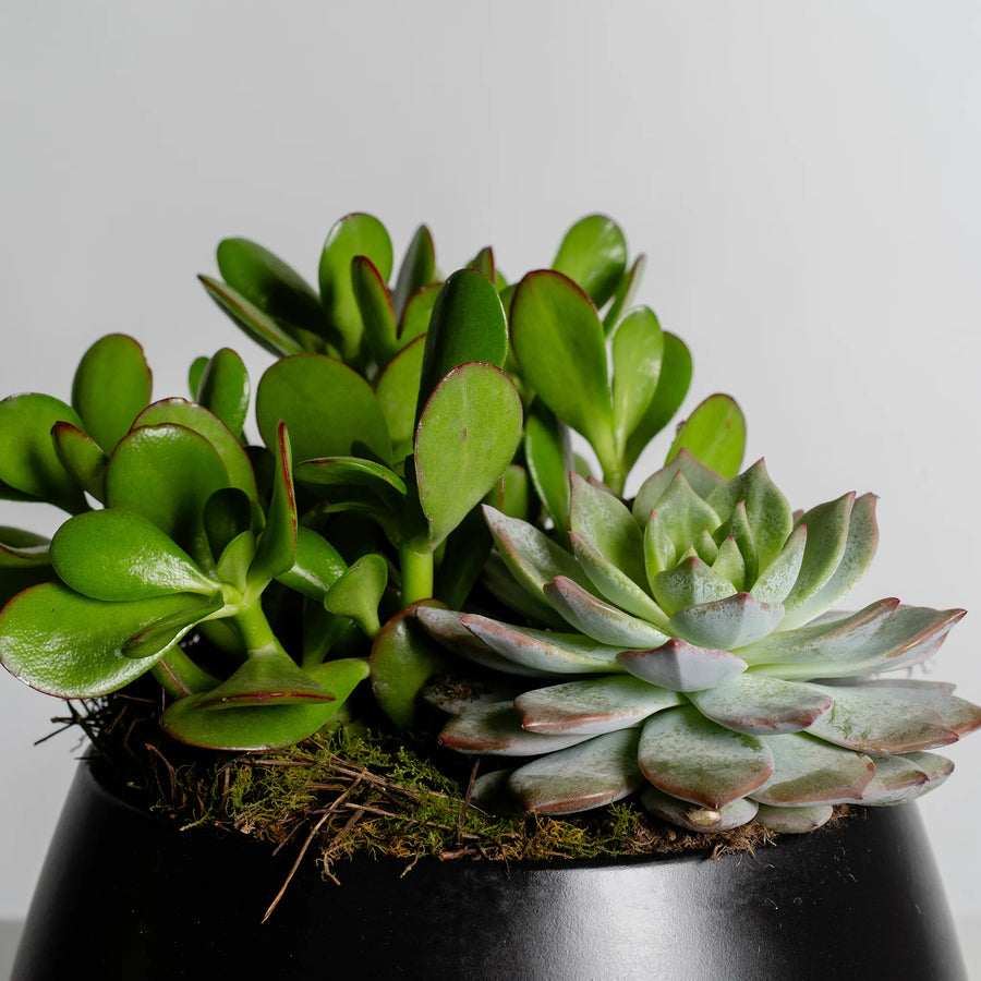 Succulent Garden