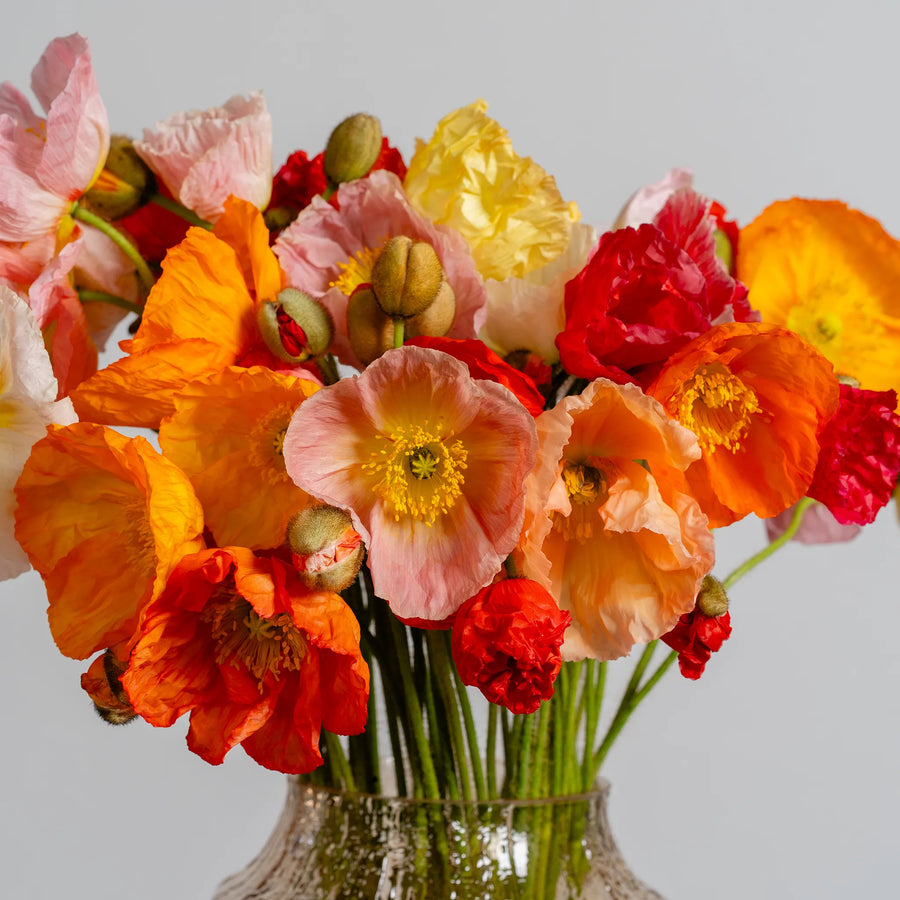 Poppy Perfection