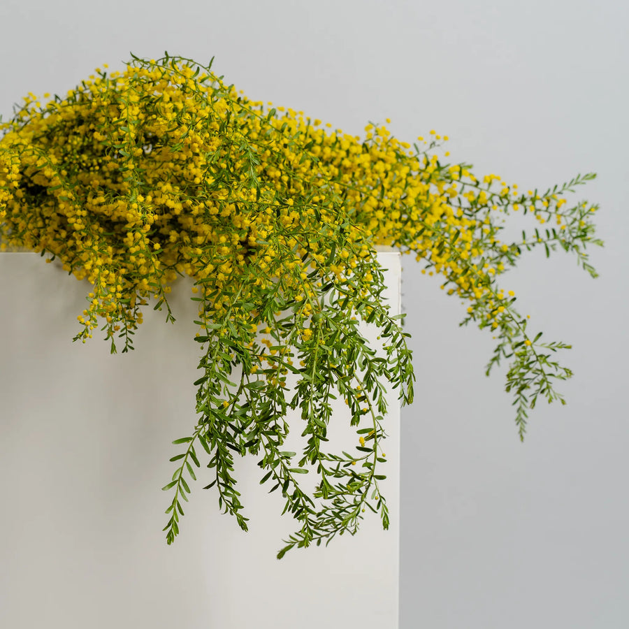 Golden Wattle