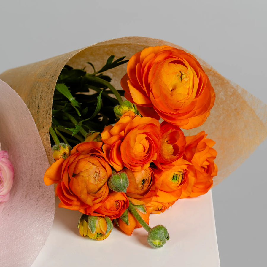 Ranunculus Reverie