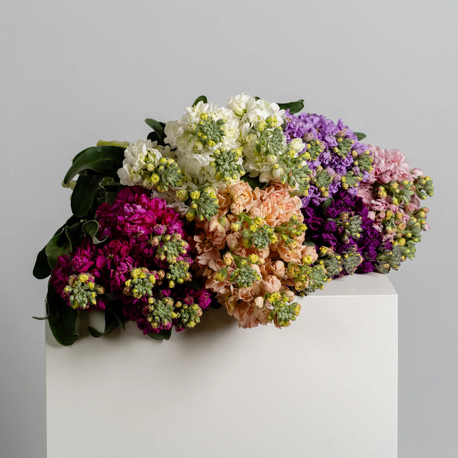 Stock in Bloom