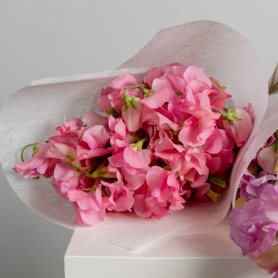 Spring Sweetpea