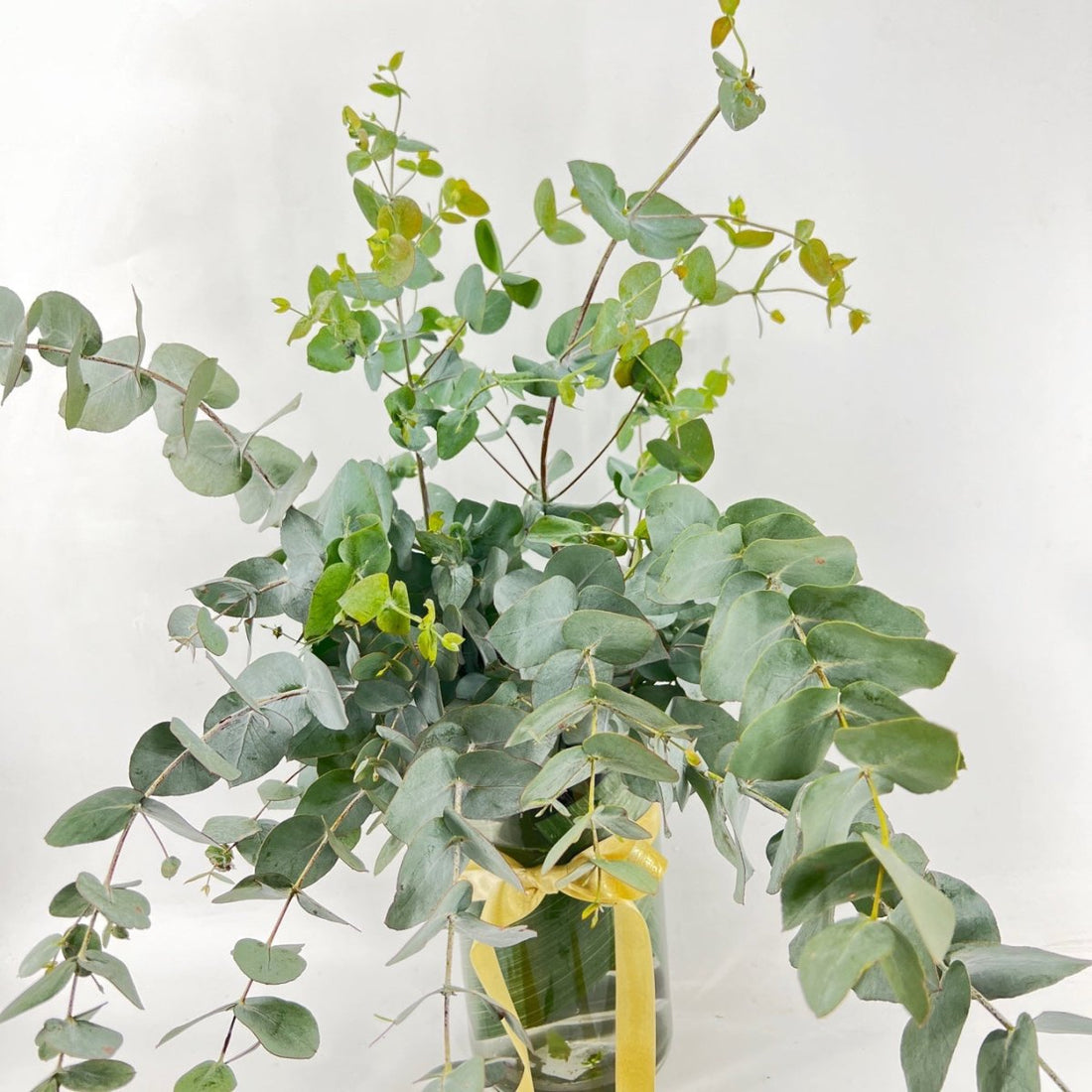 Gum 1 bunch - ROSE & CO