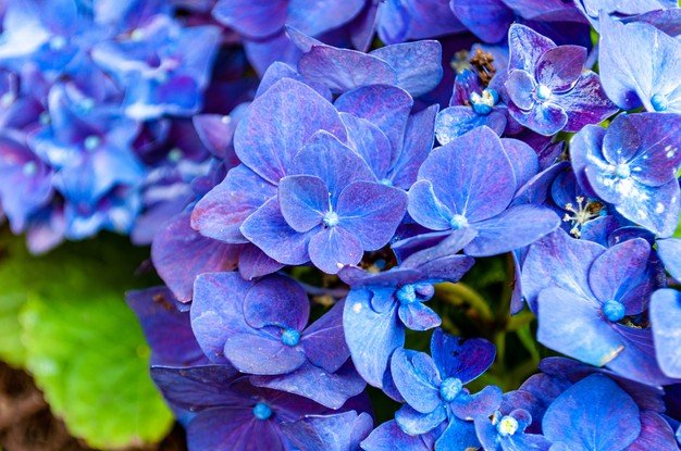 5 Facts you didn't know about Hydrangeas - ROSE & CO