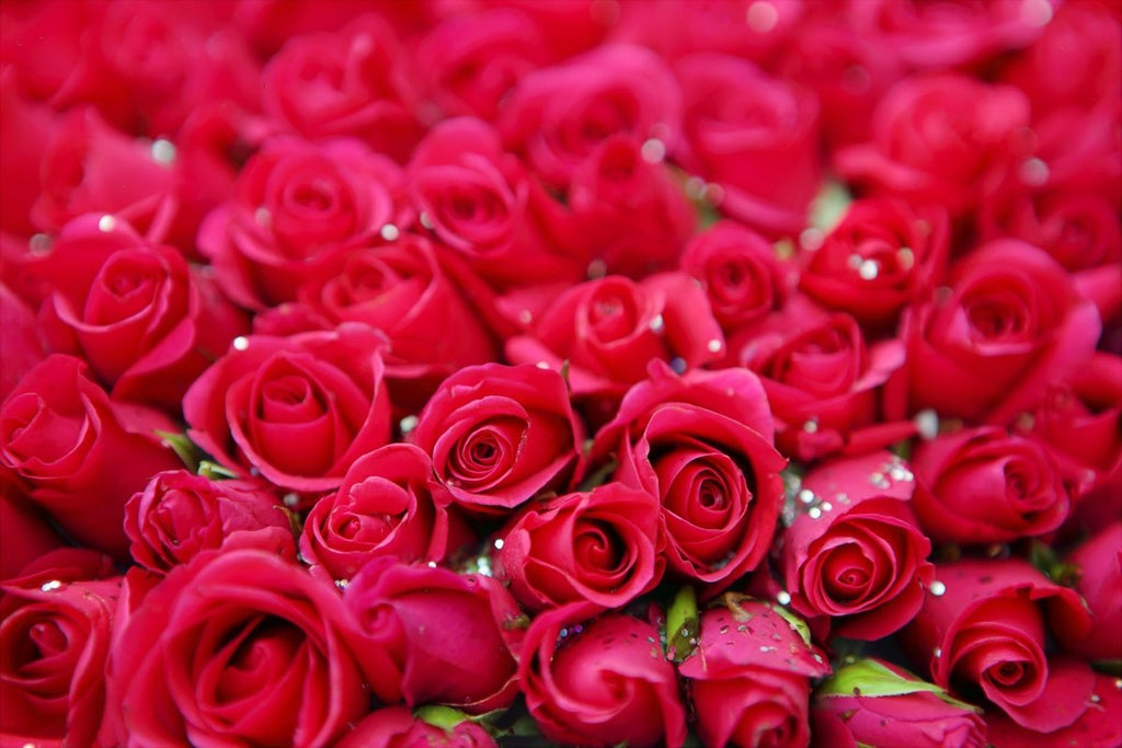A Complete Guide for you to know the Gifting Roses by their Color