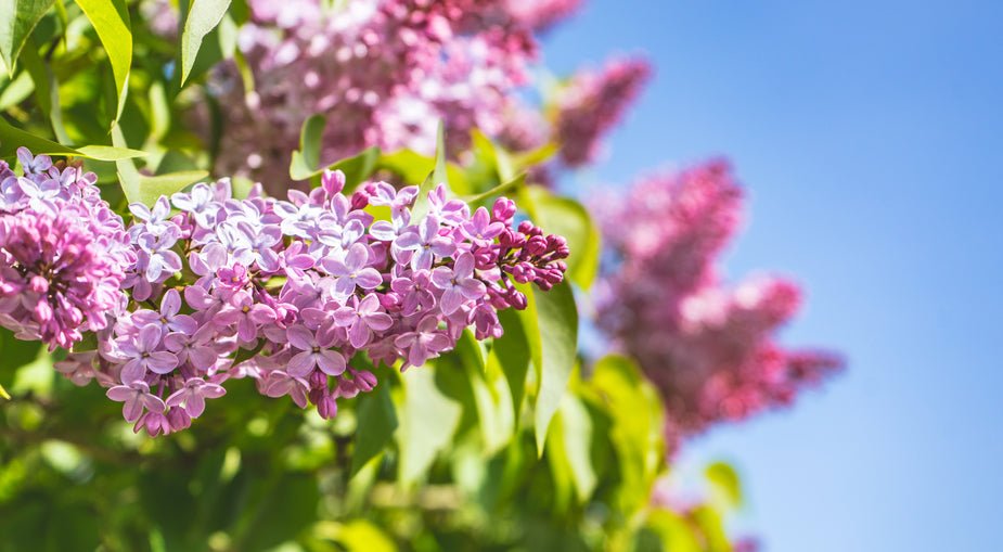 Surprise Them Today! The Ultimate Guide to Same-Day Flower Delivery