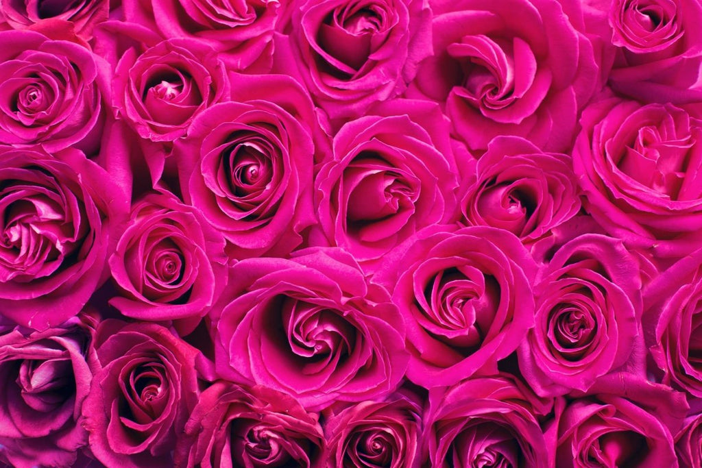 Things to know about forever roses and their types