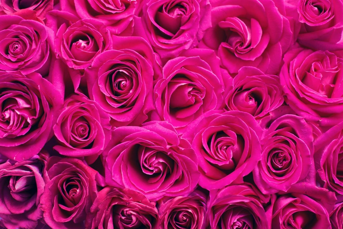 Things to know about forever roses and their types - ROSE & CO