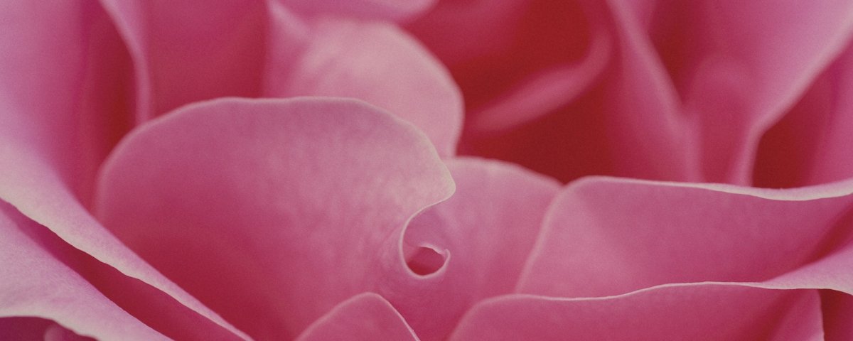 New Range - ROSE &amp; CO