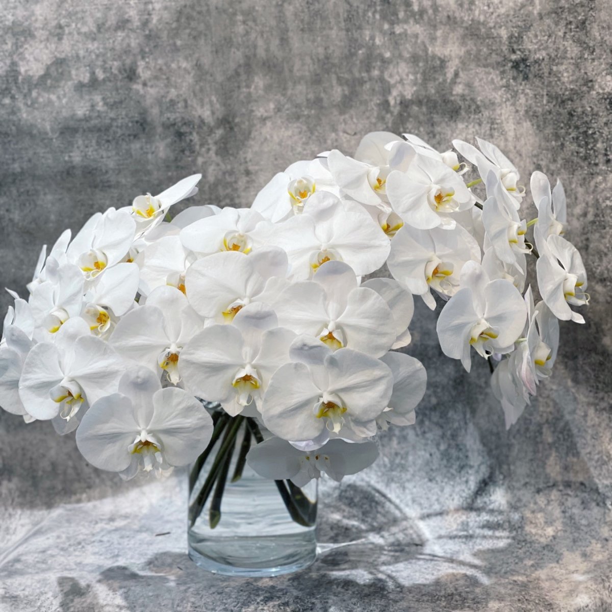 ORCHIDS - ROSE &amp; CO