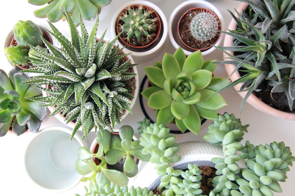 Plants and Succulents - ROSE &amp; CO