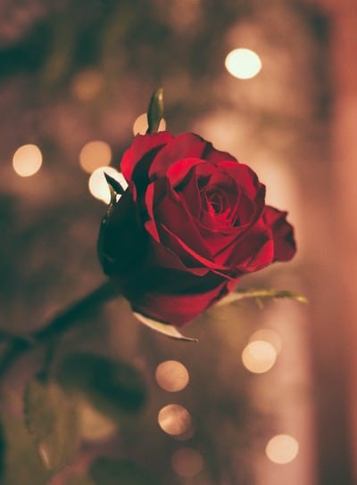 Anniversary and Romance - ROSE &amp; CO