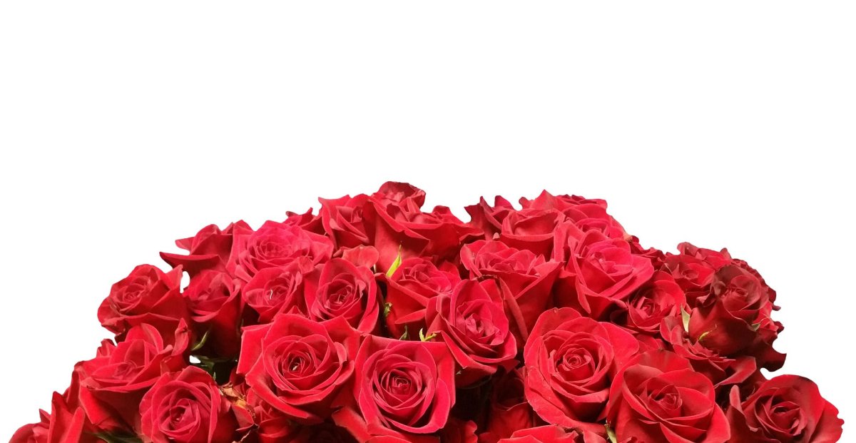 Roses - ROSE &amp; CO