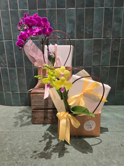 Orchid Plant and Chocolates Handbag