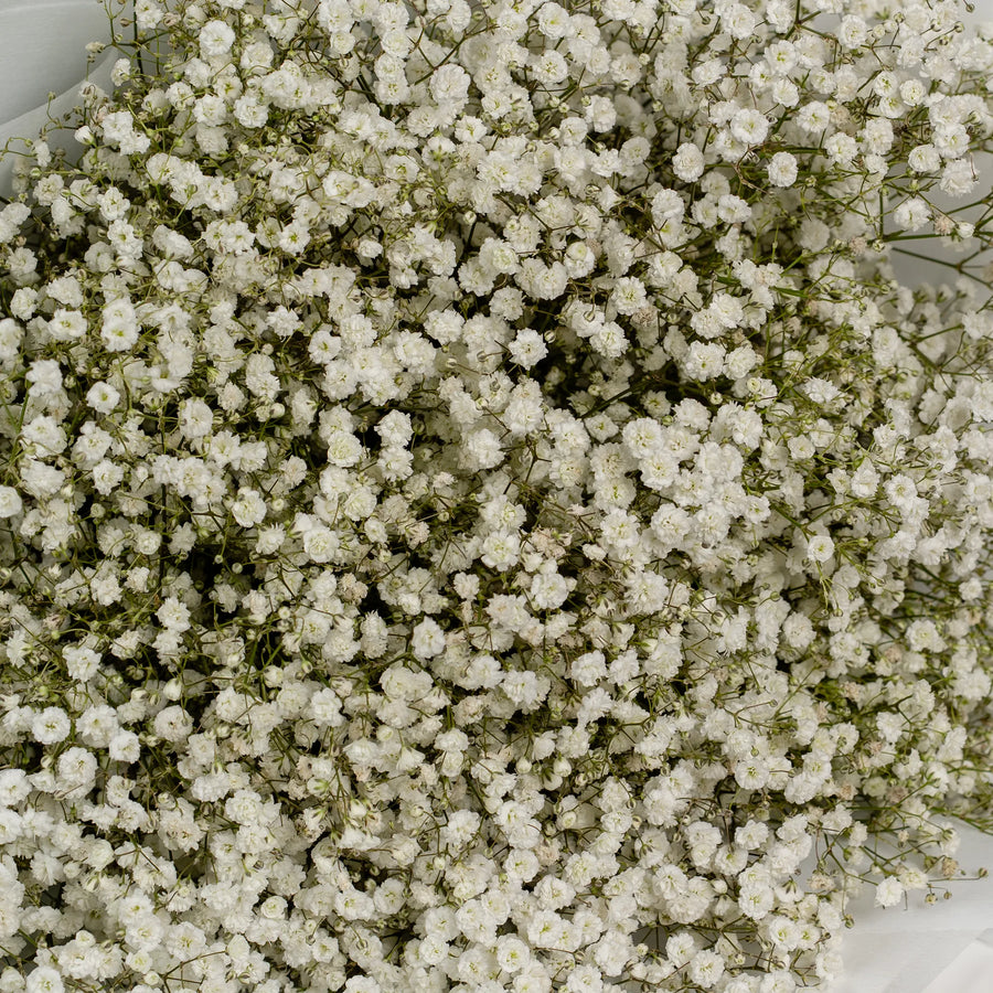 Purely Baby’s Breath