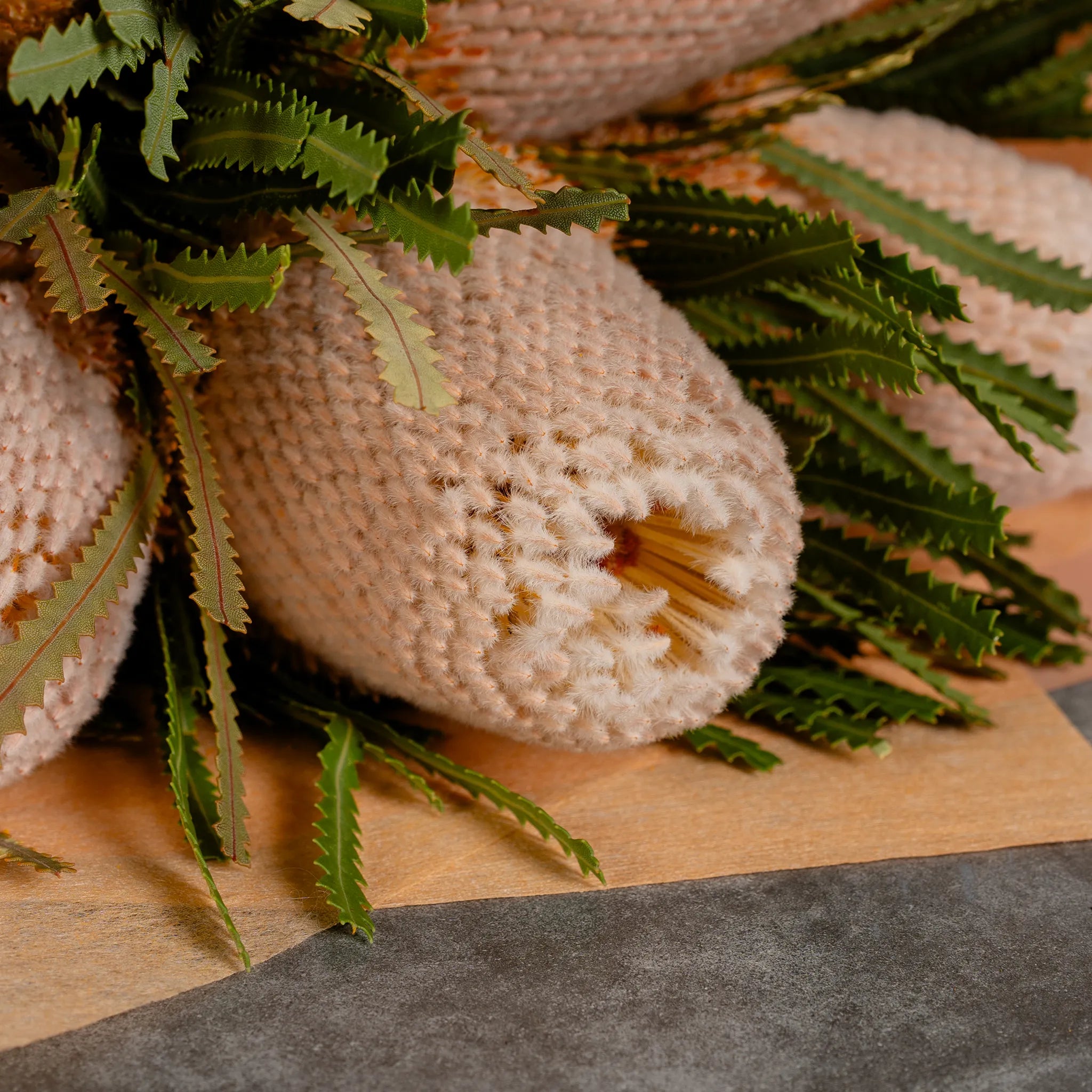Banksia by the bunch