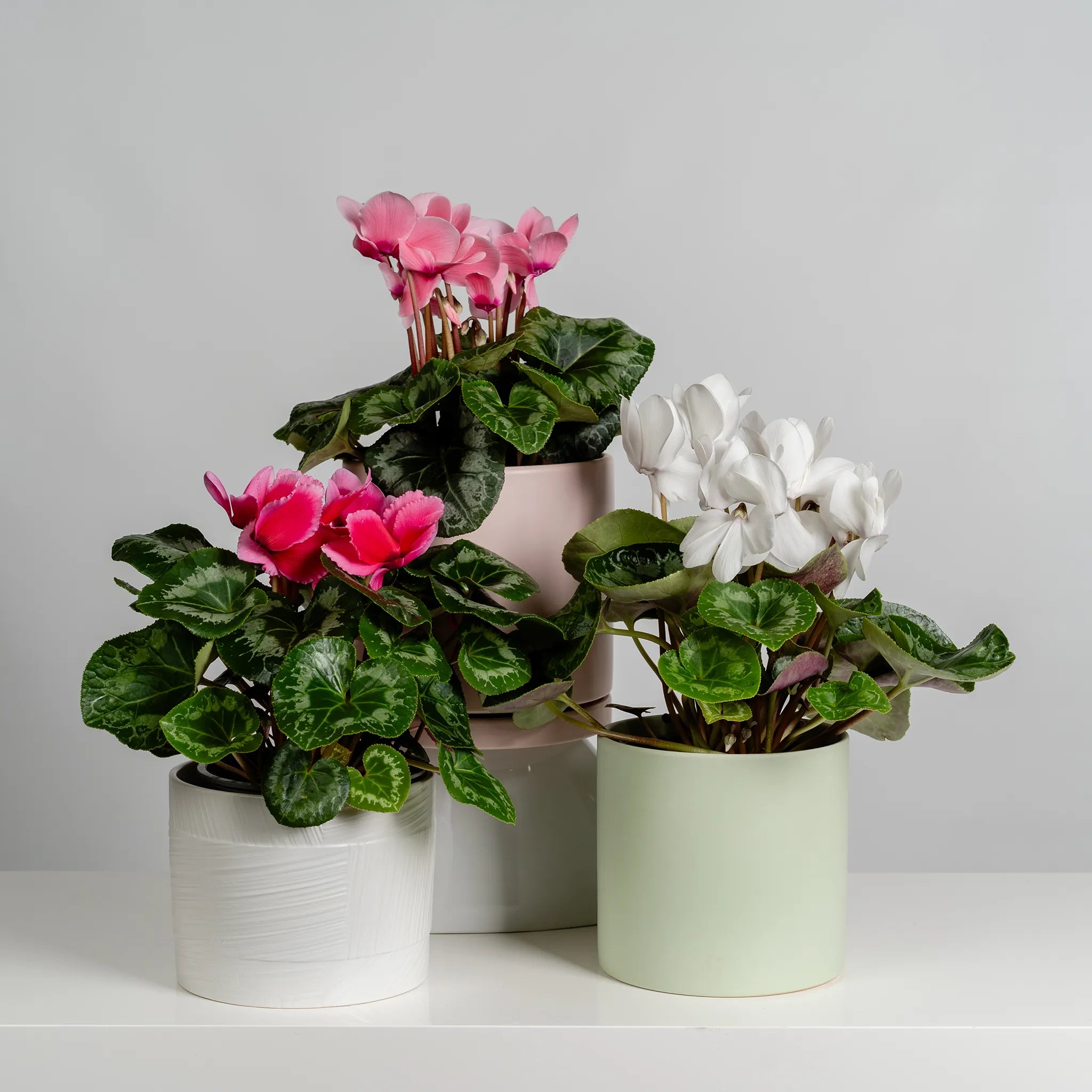 Cyclamen