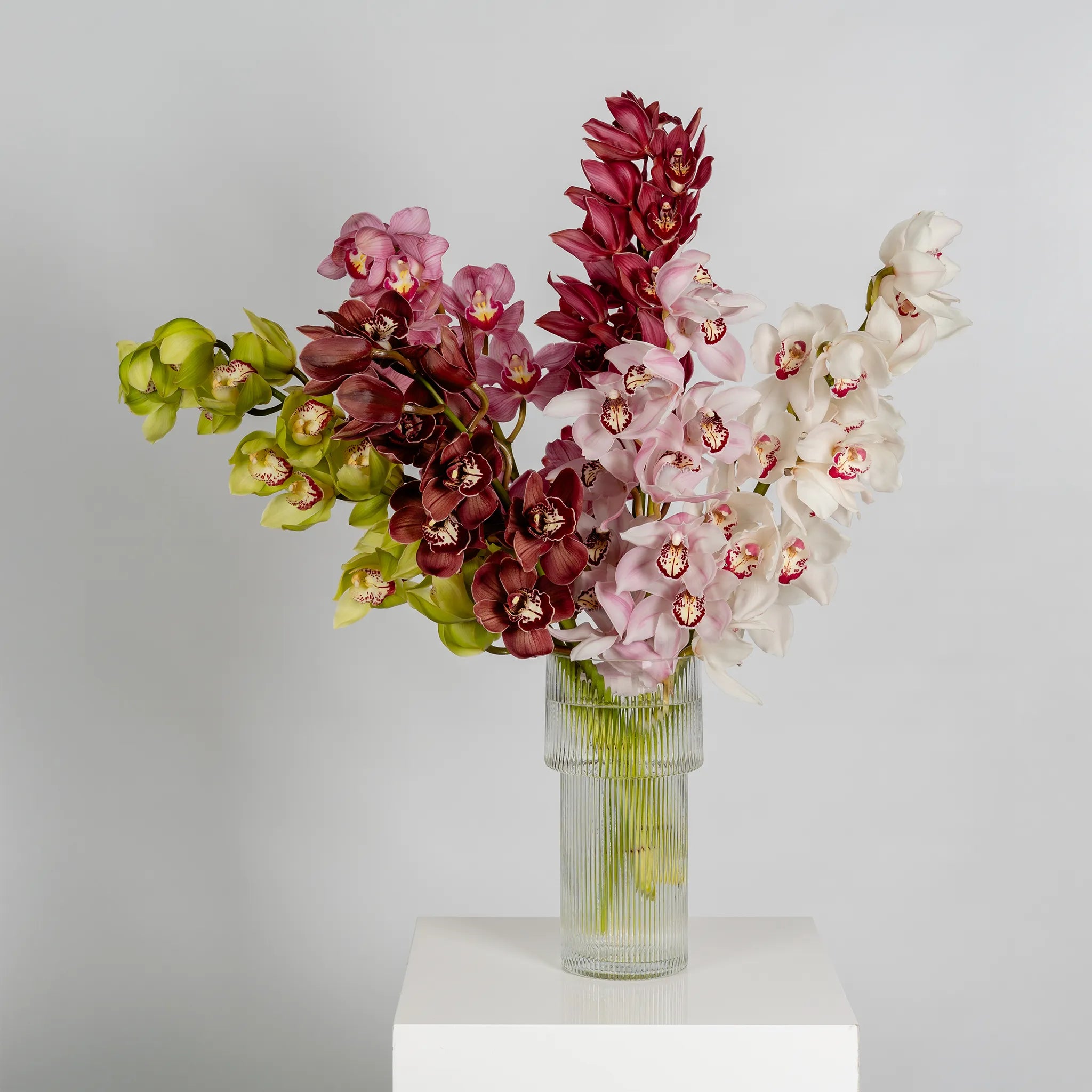 Cymbidium Orchids by the stem