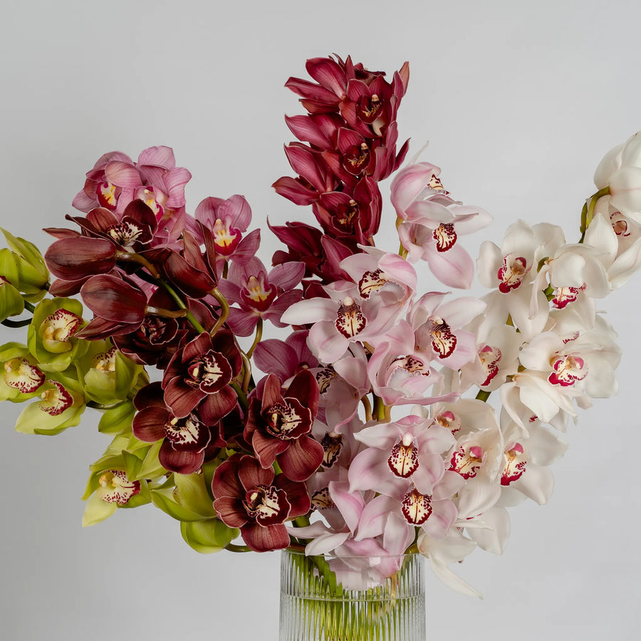 Cymbidium Orchids by the stem
