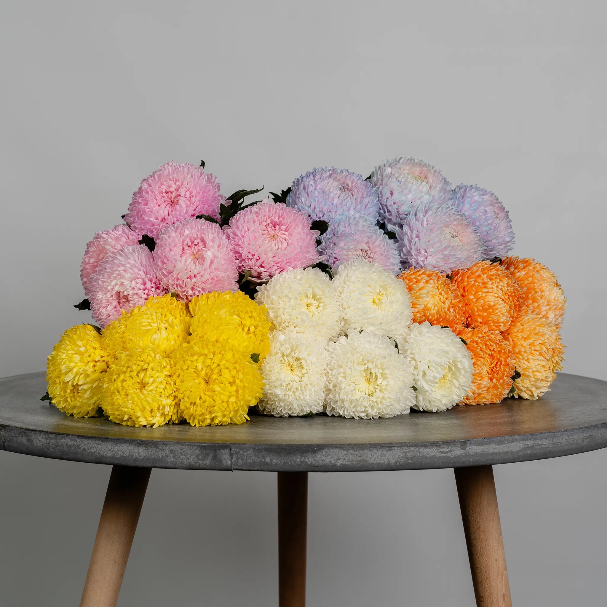 MUM Chrysanthemums