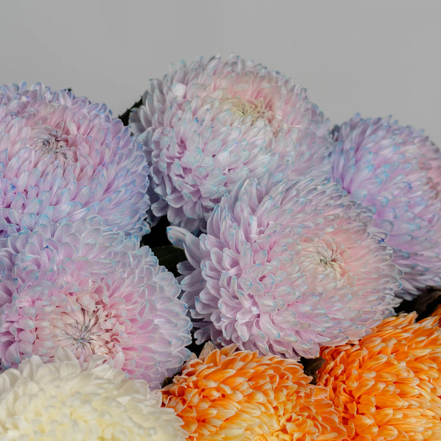 MUM Chrysanthemums