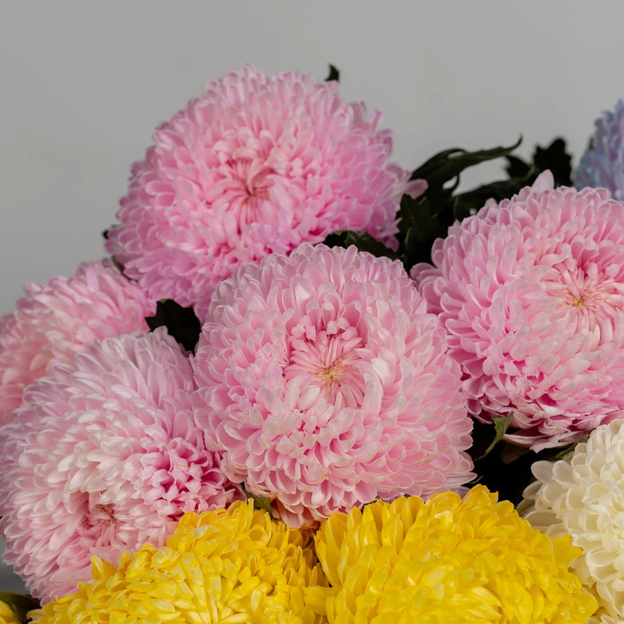 MUM Chrysanthemums