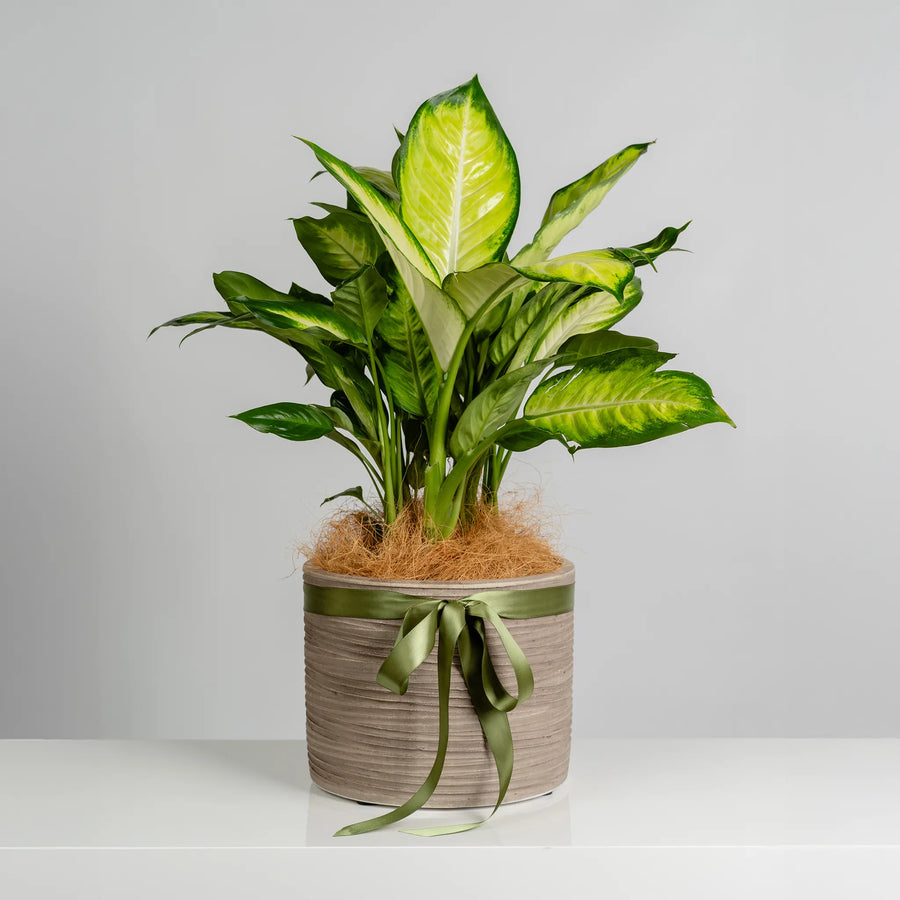 Green Leaf Plant