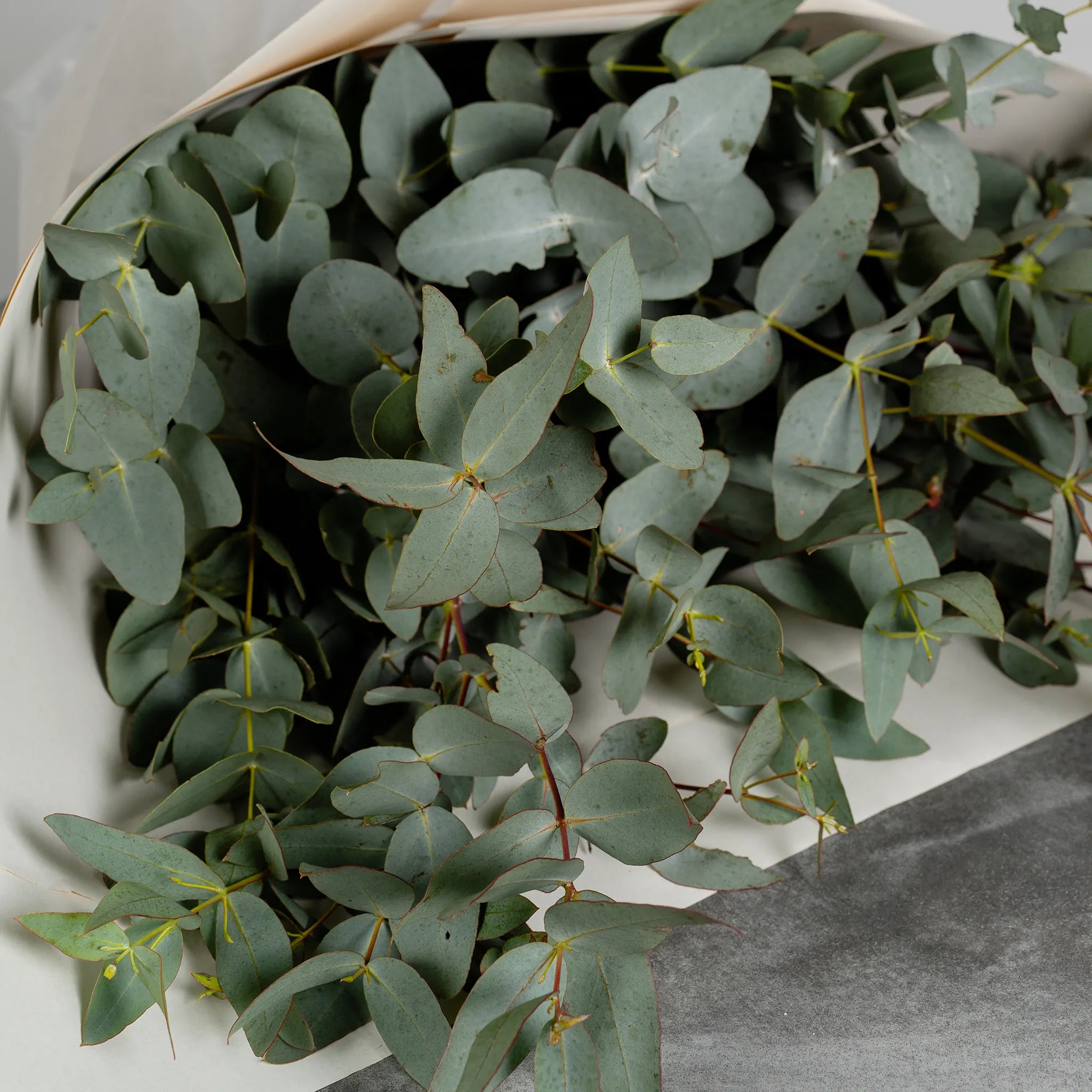 Eucalyptus