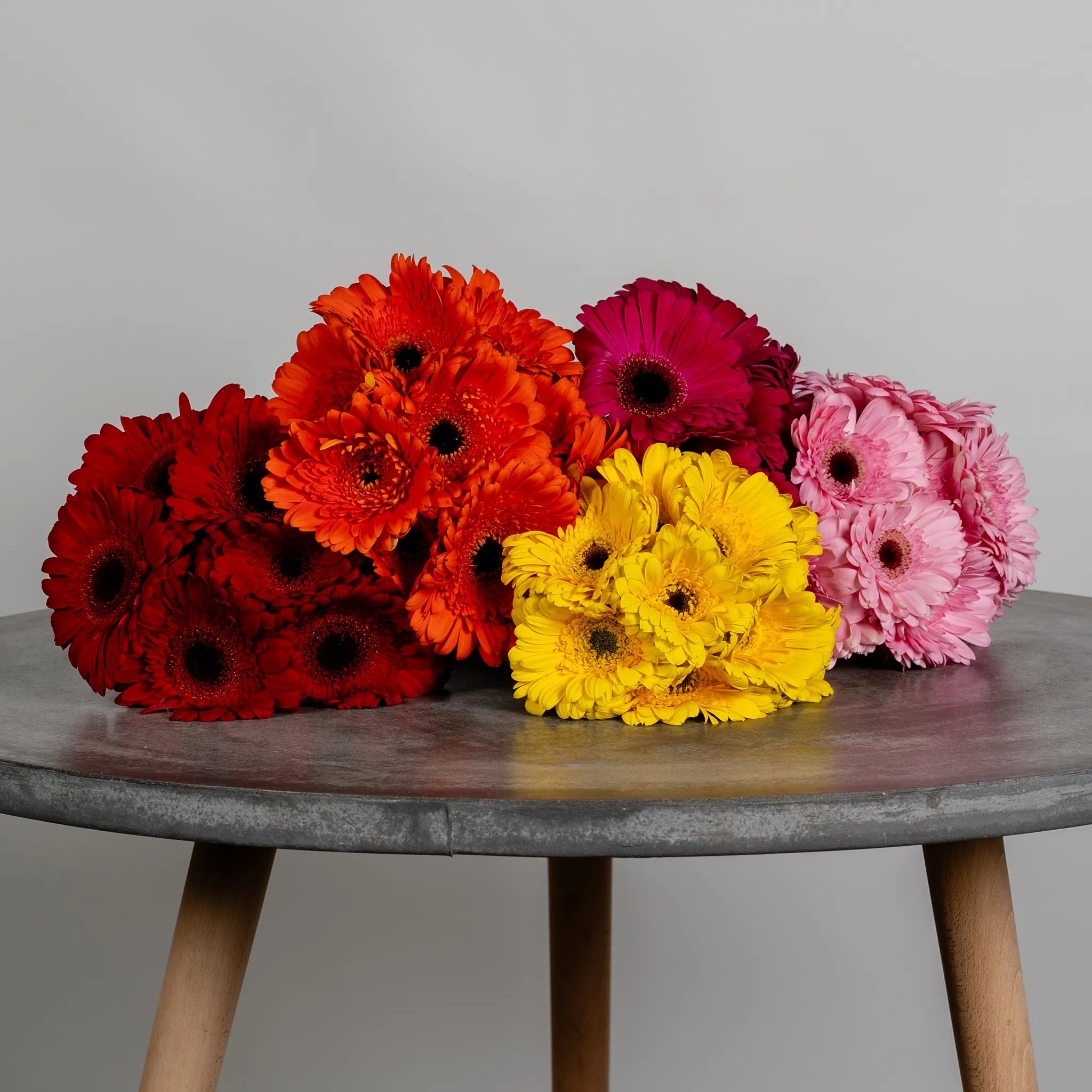 Gerbera Garden