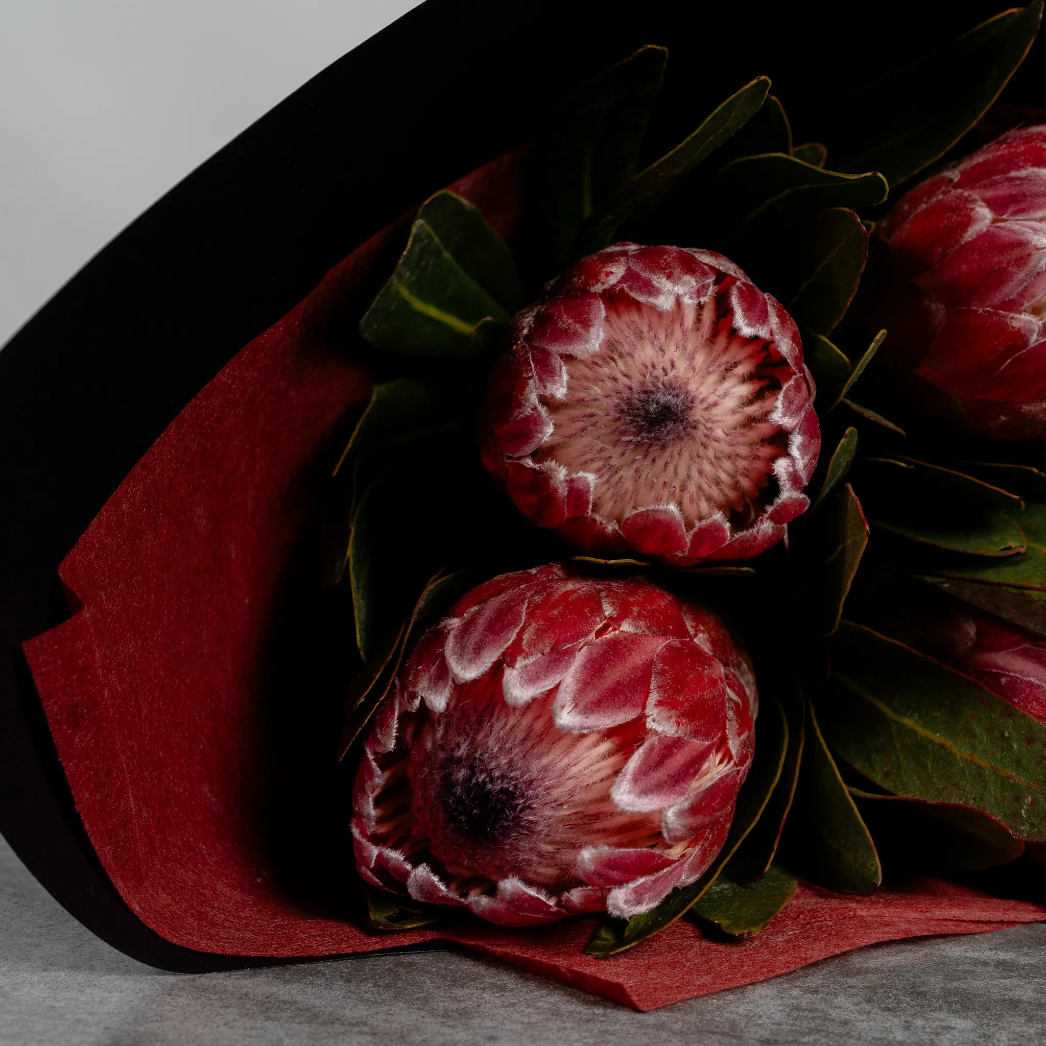 Pink Ice Proteas by the bunch