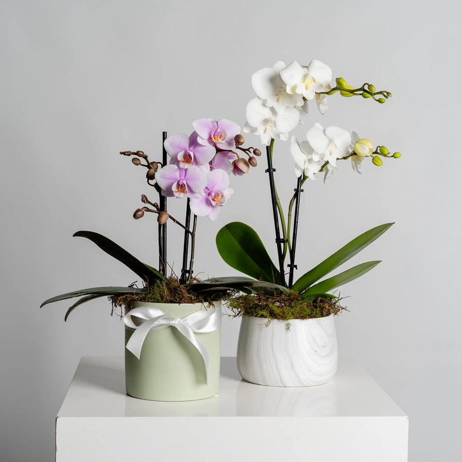 Mini Phalaenopsis Orchid plants