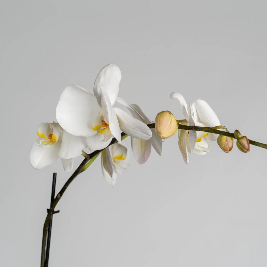 Phalaenopsis Orchids Plant