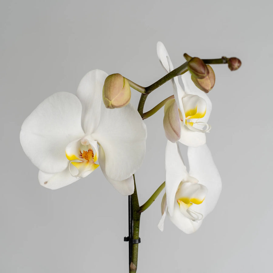 Phalaenopsis Orchids Plant