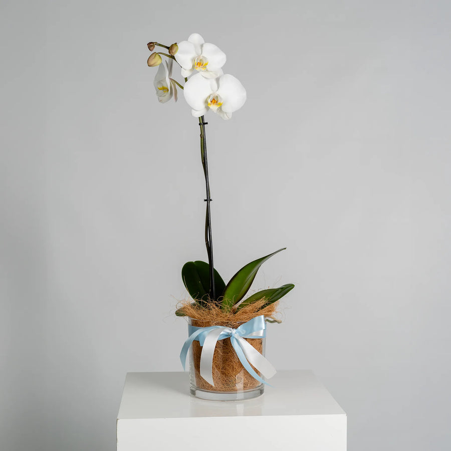 Phalaenopsis Orchids Plant