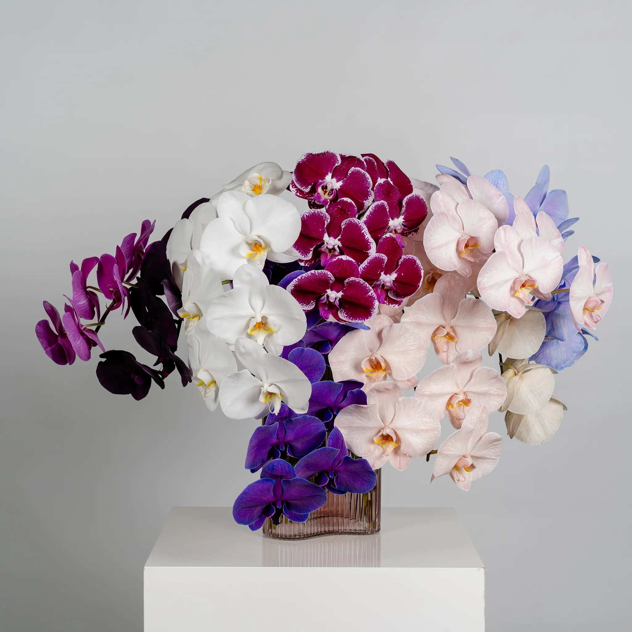 Phalaenopsis Orchids by the stem