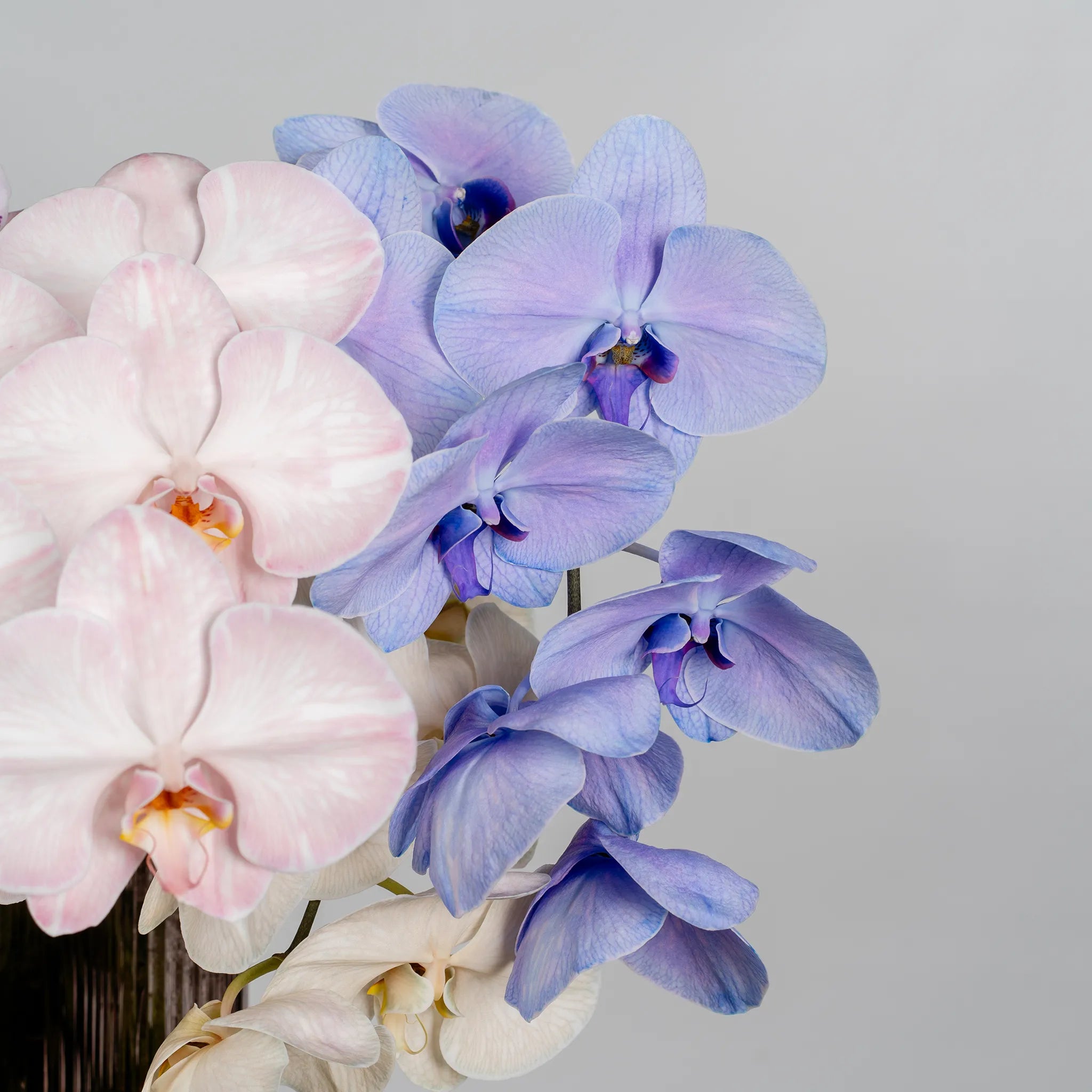Phalaenopsis Orchids by the stem