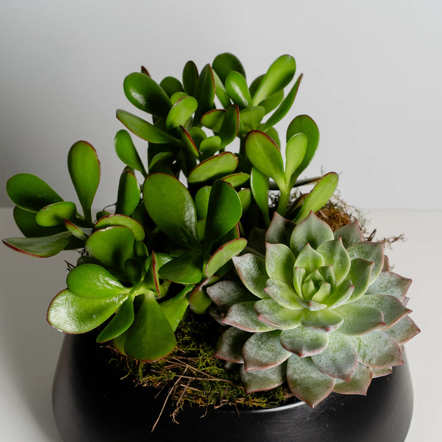 Succulent Garden
